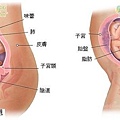 fetal24-25_index.JPG