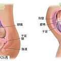 fetal28-29_index.JPG