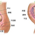 fetal30-31 index.JPG