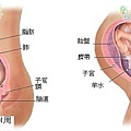 fetal34-35 index.JPG