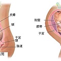 fetal36-37 index.JPG