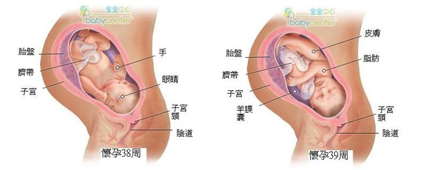 fetal38-39_index.JPG