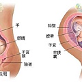 fetal38-39_index.JPG