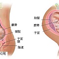 fetal40-41 index.JPG