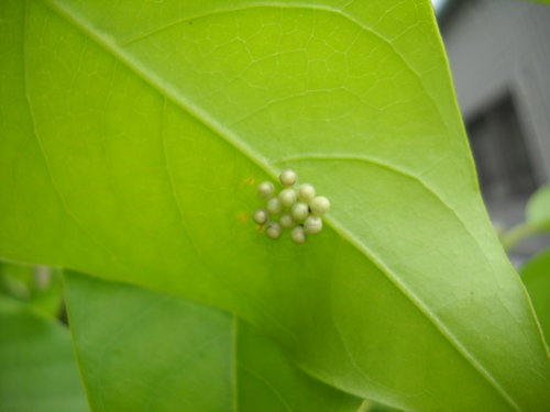 玉蘭花上的小生物 妙華福光圓 痞客邦