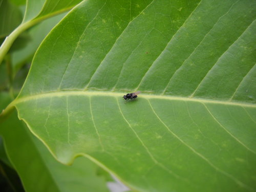 玉蘭花上的小生物 妙華福光圓 痞客邦