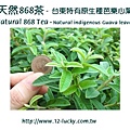 天然868茶-台東特有原生種芭樂心葉
