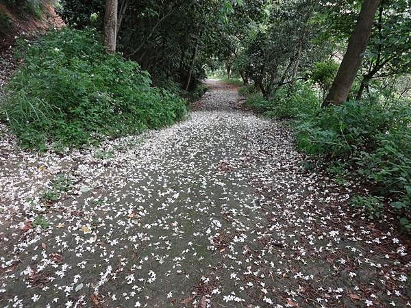 油桐花初報到