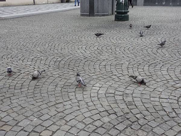 街道上到處都是鴿子