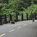 猴子過馬路