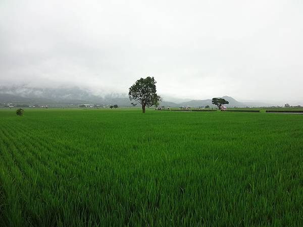 綠油油的稻田