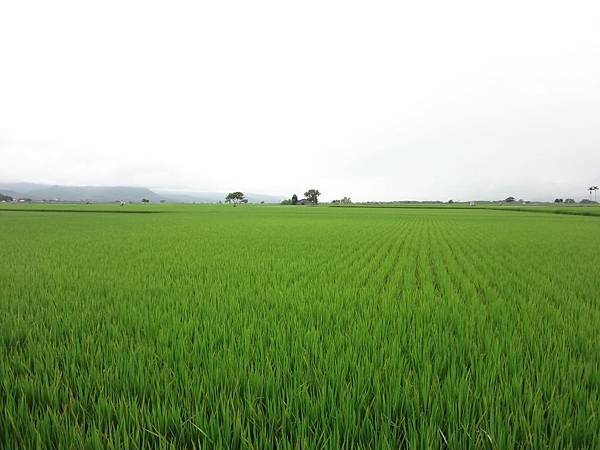 遼闊的視野