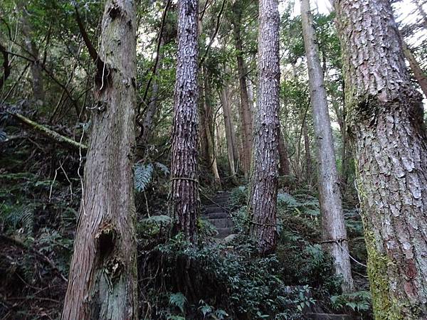 下次來東洗水山