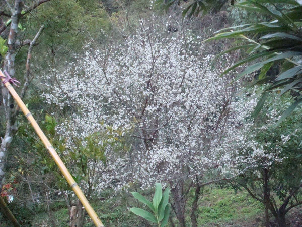 意外發現梅花