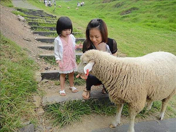 幸好他們很溫馴