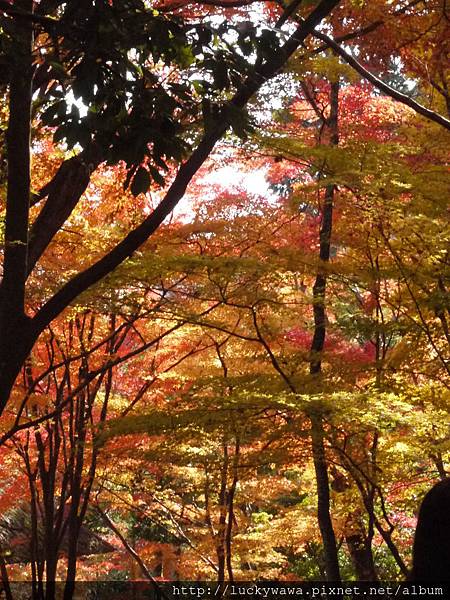 常寂光寺