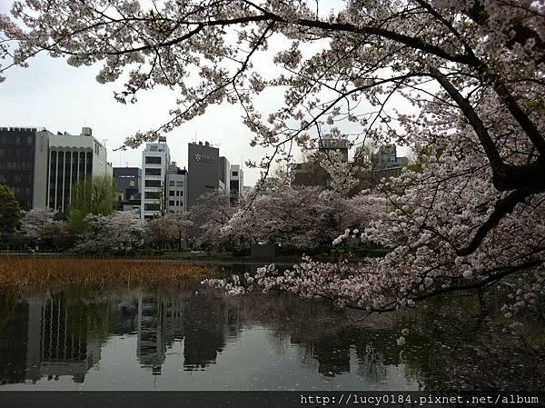 不忍池湖中步道末