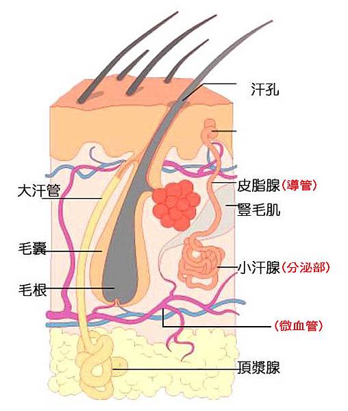 汗腺.jpg