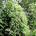 DSC00763.JPG