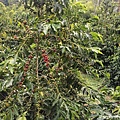 Coffee Farm