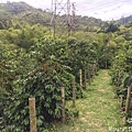 Coffee Farm