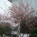 022-桂山大飯店外的櫻花樹-400.jpg