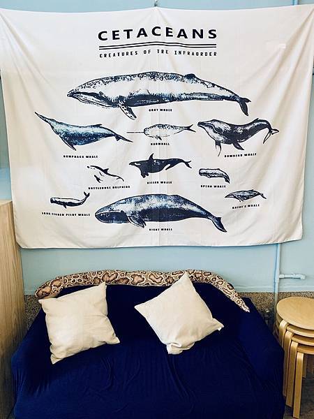 牆面上鯨類的布幕