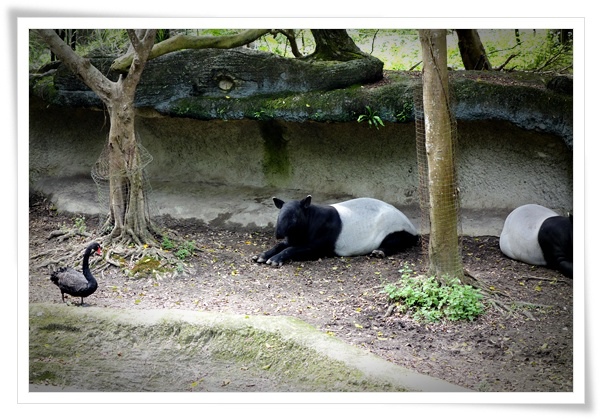 2013_0301_Taipei Zoo_RX100_20.JPG