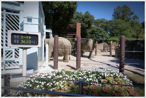 2013_1011_Tokyo Trip_Day 02_上野動物園_032.JPG