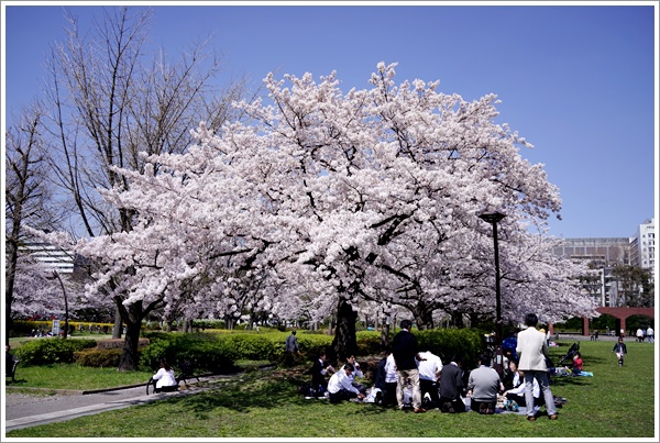 15東京旅行生活 Day11 東京賞櫻推薦 在猿江恩賜公園與東京在地人一塊兒賞櫻 寶貝點點 痞客邦