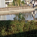 池邊的青蛙