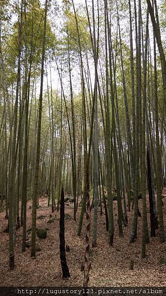 鹿谷景點:鹿谷小半天 長源圳孟宗竹古道4 鹿谷故事館背包客棧溪頭民宿 lugustoryhouse backpacker hostel