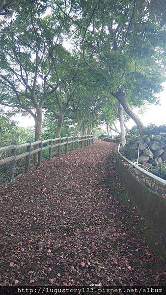 鹿谷景點: 鳳凰山之登山古道 鹿谷故事館背包客棧溪頭民宿 lugustoryhouse backpacker hostel