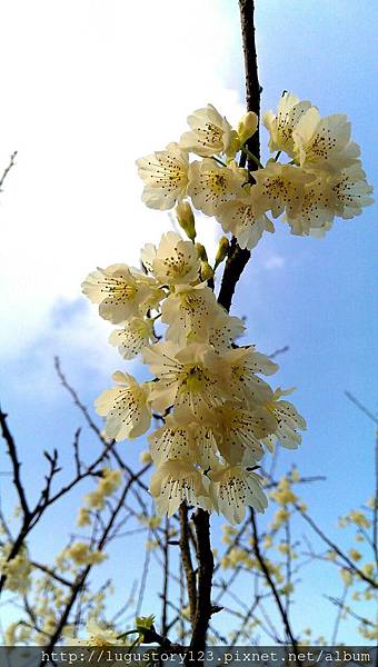 鹿谷景點:鹿谷小半天石馬公園櫻花  鹿谷故事館背包客棧溪頭民宿 lugustoryhouse backpacker hostel