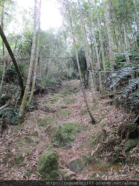 鹿谷景點:登鳳凰山借鳳凰眼5