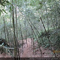 鹿谷景點:登鳳凰山借鳳凰眼7