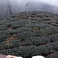 鹿谷景點 大崙山 茶禪一味 雲中賞茶讀書樂9鹿谷故事館背包客棧溪頭民宿 LuguStoryHouseBackpackerHostel