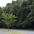 Ashford Green.JPG