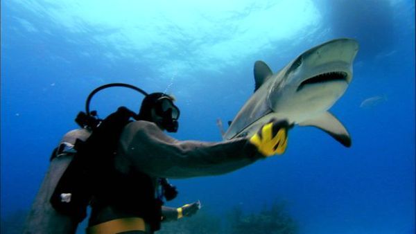 sharkwater5.jpg