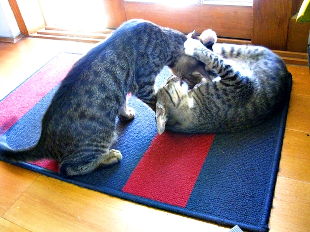 IMG_3177.JPG IMG_3177.JPG