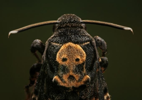 Acherontia atropos.jpg Acherontia atropos.jpg