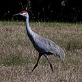 sandhill crane.jpg