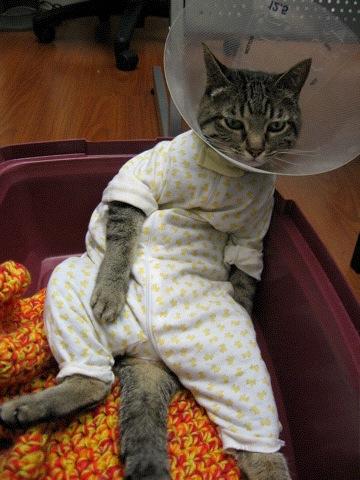 cat's pajamas.jpg