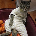 cat's pajamas.jpg