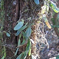 Bulbophyllum albociliatum（白毛捲瓣蘭）