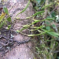 Bulbophyllum albociliatum（白毛捲瓣蘭）