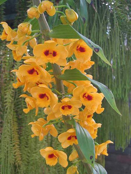 chrysanthum(春束花石斛)