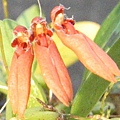 Bulbophyllum albociliatum（白毛捲瓣蘭）