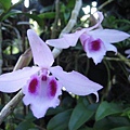 Den.anosumum(卓花石斛)