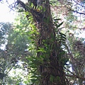 Bulbophyllum pectinatum（阿里山豆蘭）